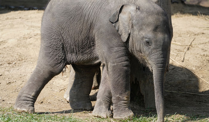 Elephants Feeding Centre Mihimukh