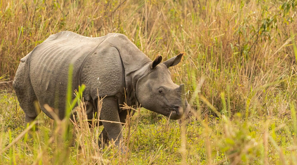 Kaziranga National Park Wildlife