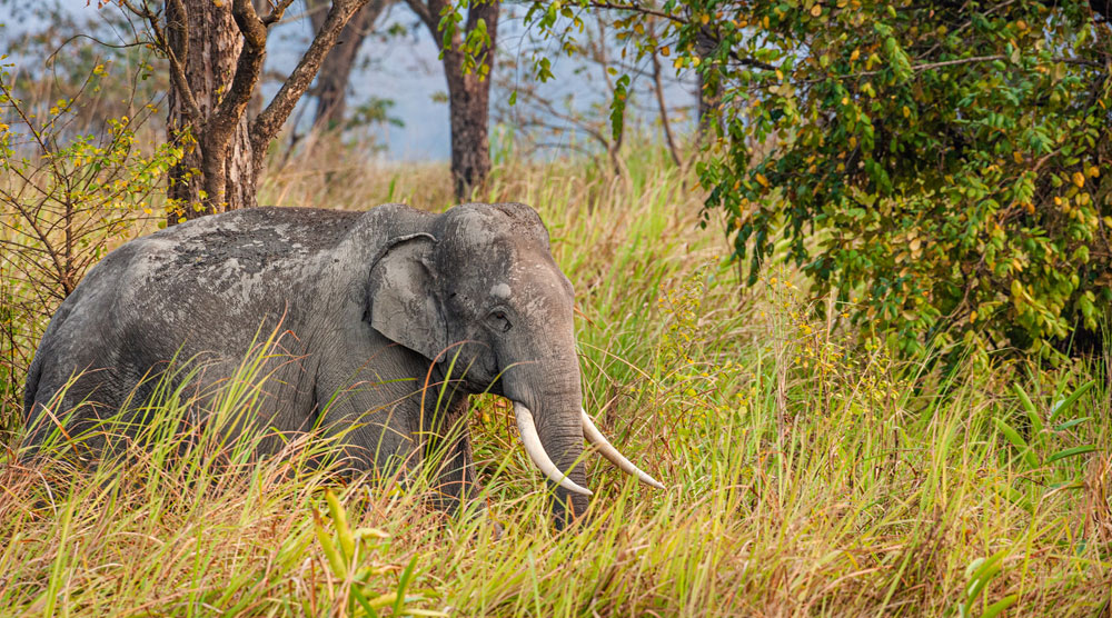 Kaziranga National Park Wildlife