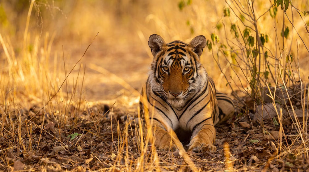 Kaziranga National Park Wildlife
